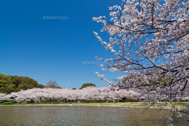 桜咲く明石公園
(c)YOSHITSUGU NISHIGAKI/SEBUN PHOTO