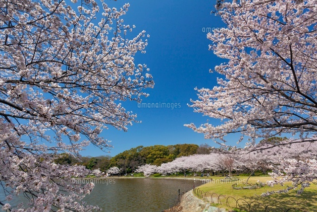 桜咲く明石公園
(c)YOSHITSUGU NISHIGAKI/SEBUN PHOTO