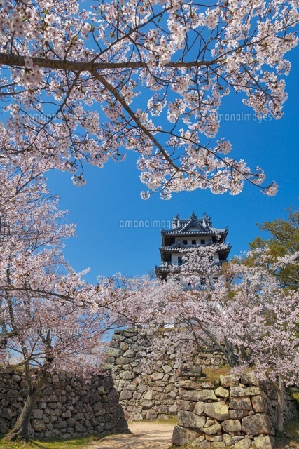 桜咲く洲本城跡
(c)YOSHITSUGU NISHIGAKI/SEBUN PHOTO