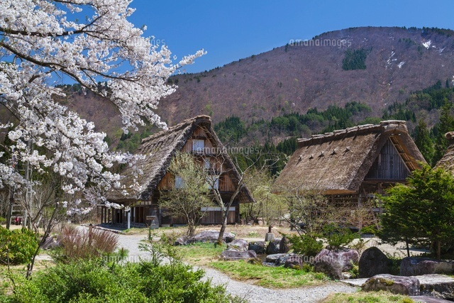 桜咲く白川郷
(c)YOSHITSUGU NISHIGAKI/SEBUN PHOTO