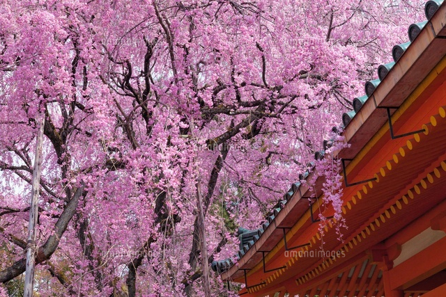 桜咲く平安神宮
(c)YOSHITSUGU NISHIGAKI/SEBUN PHOTO