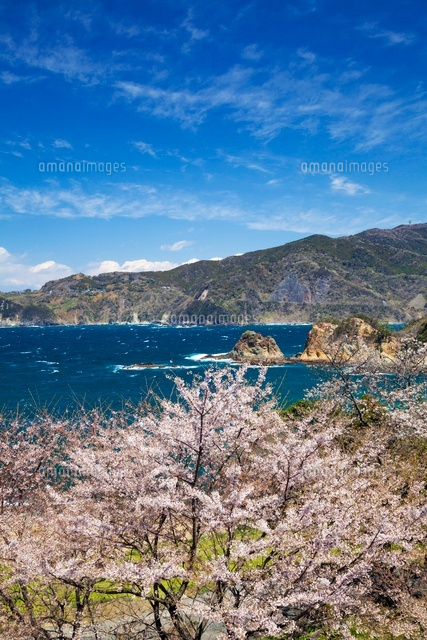 桜咲く黄金崎
(c)YOSHITSUGU NISHIGAKI/SEBUN PHOTO