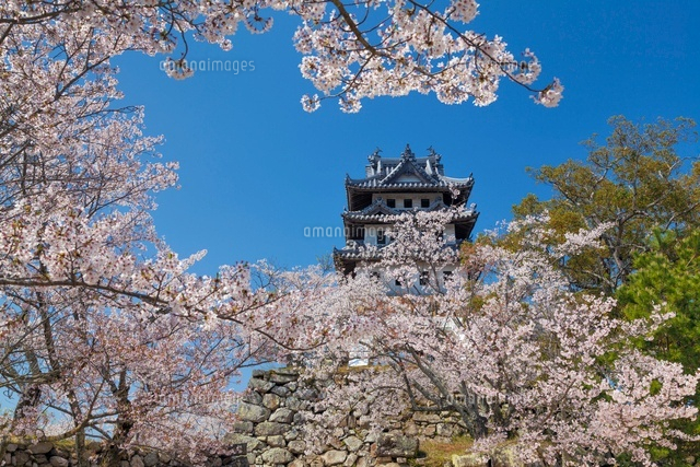 桜咲く洲本城跡
(c)YOSHITSUGU NISHIGAKI/SEBUN PHOTO