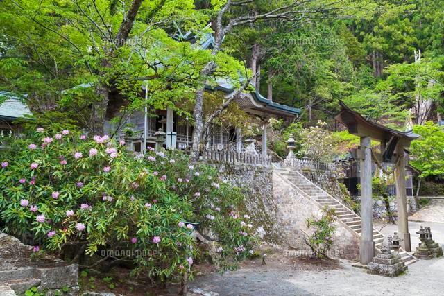 シャクナゲ咲く玉置神社
(c)YOSHITSUGU NISHIGAKI/SEBUN PHOTO