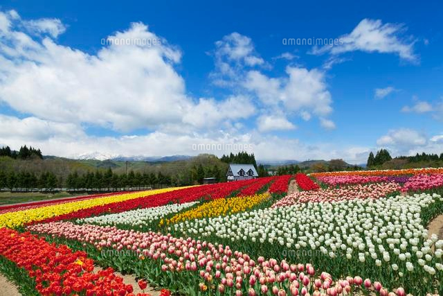 チューリップ咲く牧歌の里
(c)YOSHITSUGU NISHIGAKI/SEBUN PHOTO