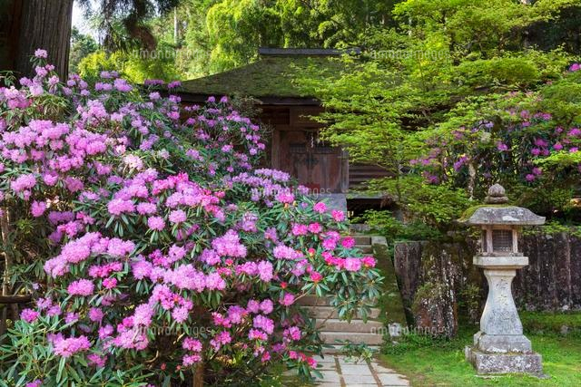 高野山 シャクナゲ咲く金剛三昧院
(c)YOSHITSUGU NISHIGAKI/SEBUN PHOTO