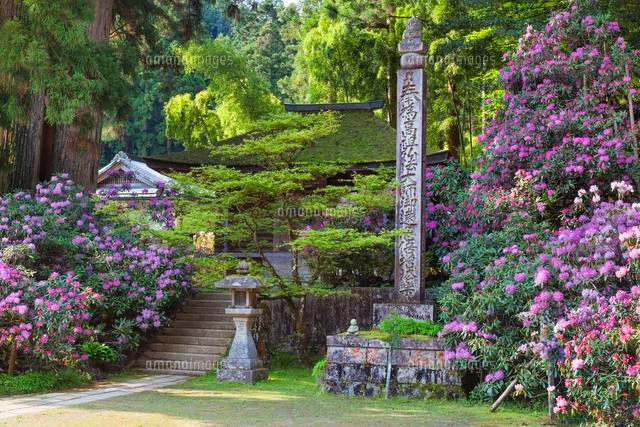 高野山 シャクナゲ咲く金剛三昧院
(c)YOSHITSUGU NISHIGAKI/SEBUN PHOTO