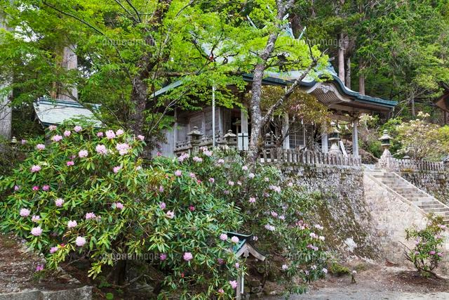 シャクナゲ咲く玉置神社
(c)YOSHITSUGU NISHIGAKI/SEBUN PHOTO