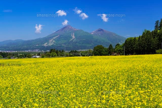 菜の花と磐梯山
(c)YOSHITSUGU NISHIGAKI/SEBUN PHOTO