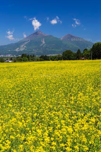 菜の花と磐梯山
(c)YOSHITSUGU NISHIGAKI/SEBUN PHOTO