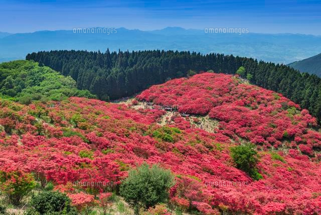 ツツジ咲く葛城山
(c)YOSHITSUGU NISHIGAKI/SEBUN PHOTO