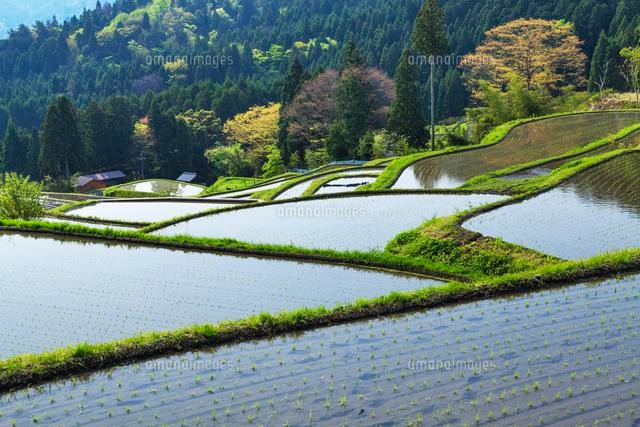 畑の棚田
(c)YOSHITSUGU NISHIGAKI/SEBUN PHOTO