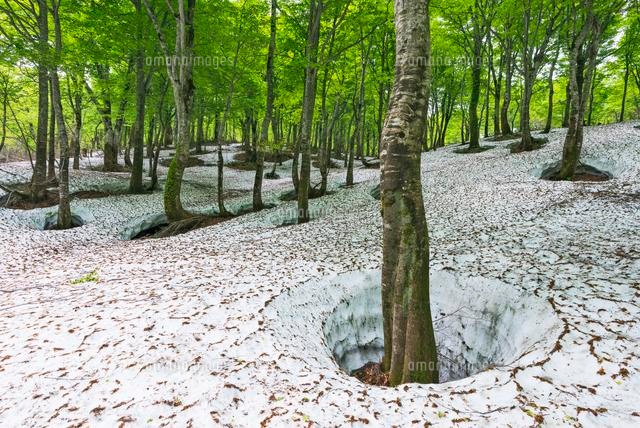 湯殿山 新緑のブナ林と残雪
(c)YOSHITSUGU NISHIGAKI/SEBUN PHOTO