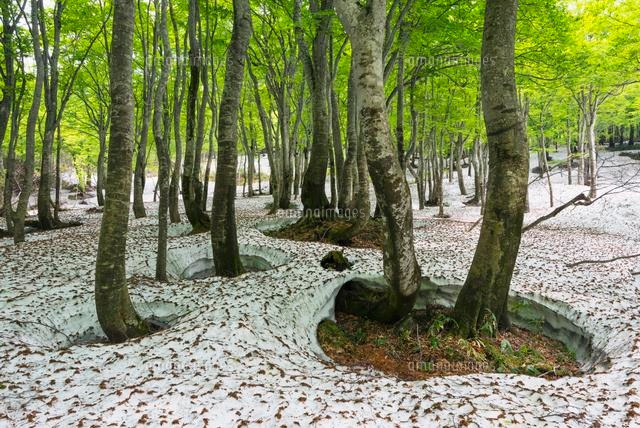 湯殿山 新緑のブナ林と残雪
(c)YOSHITSUGU NISHIGAKI/SEBUN PHOTO