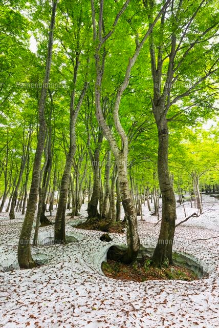 湯殿山 新緑のブナ林と残雪
(c)YOSHITSUGU NISHIGAKI/SEBUN PHOTO