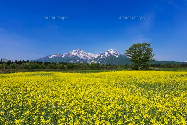菜の花と妙高山
(c)YOSHITSUGU NISHIGAKI/SEBUN PHOTO