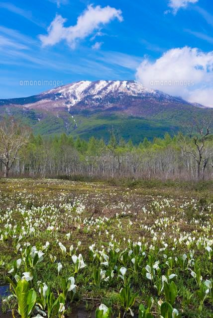 笹ヶ峰 ミズバショウと三田原山
(c)YOSHITSUGU NISHIGAKI/SEBUN PHOTO