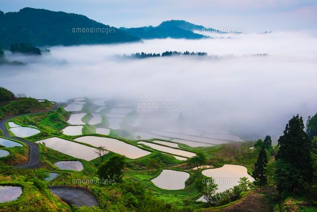 朝の雲海と星峠の棚田
(c)YOSHITSUGU NISHIGAKI/SEBUN PHOTO