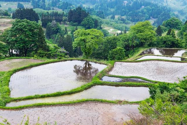 儀明の棚田
(c)YOSHITSUGU NISHIGAKI/SEBUN PHOTO