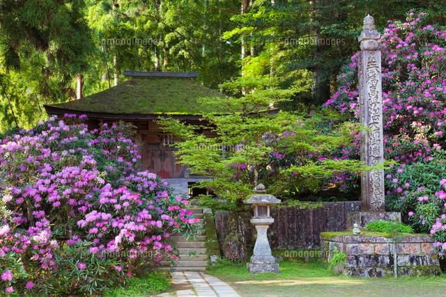 高野山 シャクナゲ咲く金剛三昧院
(c)YOSHITSUGU NISHIGAKI/SEBUN PHOTO
