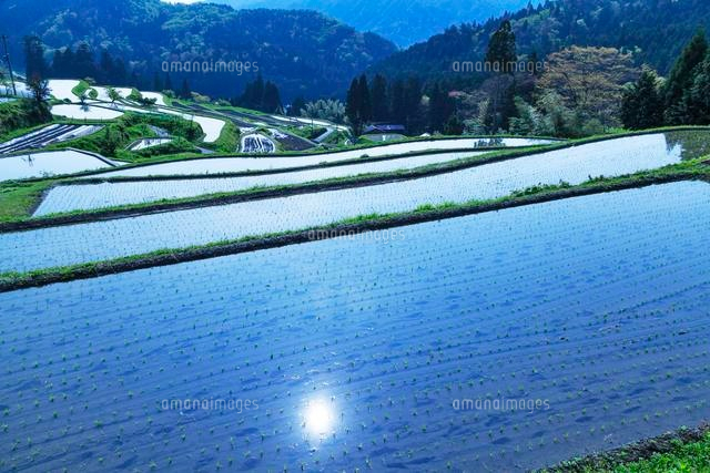 畑の棚田
(c)YOSHITSUGU NISHIGAKI/SEBUN PHOTO