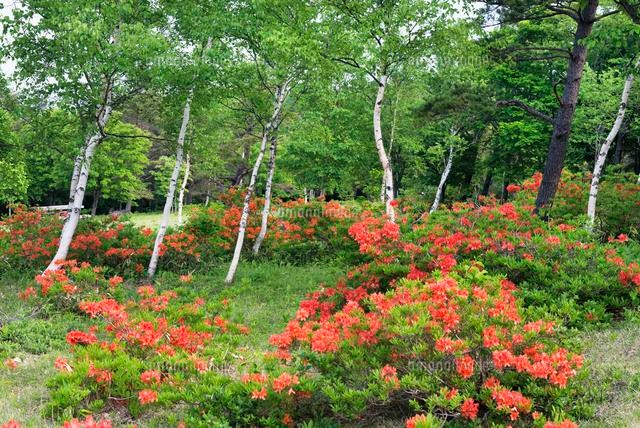 ツツジ白樺林 平庭高原
(c)YOSHITSUGU NISHIGAKI/SEBUN PHOTO