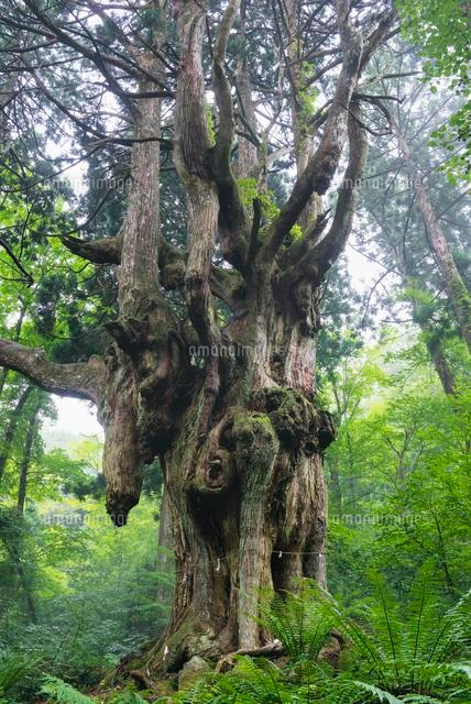 岩倉の乳房杉 隠岐
(c)YOSHITSUGU NISHIGAKI/SEBUN PHOTO