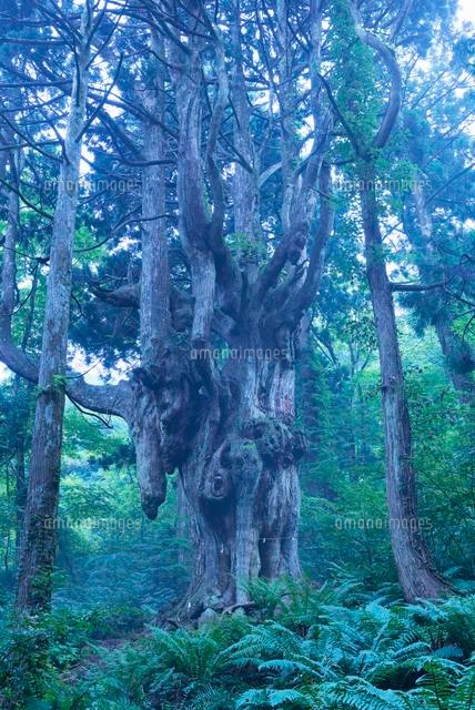 岩倉の乳房杉 隠岐
(c)YOSHITSUGU NISHIGAKI/SEBUN PHOTO
