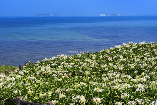 ハマユウ咲く夏井ヶ浜
(c)YOSHITSUGU NISHIGAKI/SEBUN PHOTO