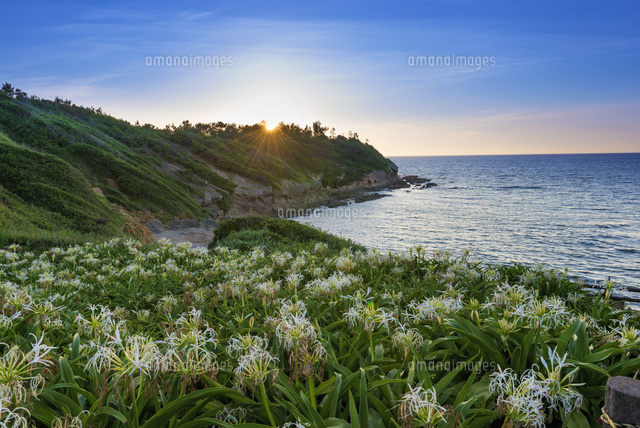 ハマユウ咲く夏井ヶ浜と夕日
(c)YOSHITSUGU NISHIGAKI/SEBUN PHOTO