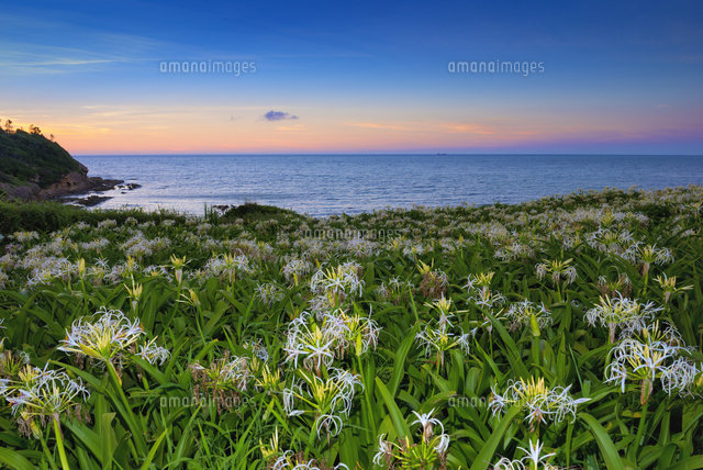 ハマユウ咲く夏井ヶ浜と夕景
(c)YOSHITSUGU NISHIGAKI/SEBUN PHOTO