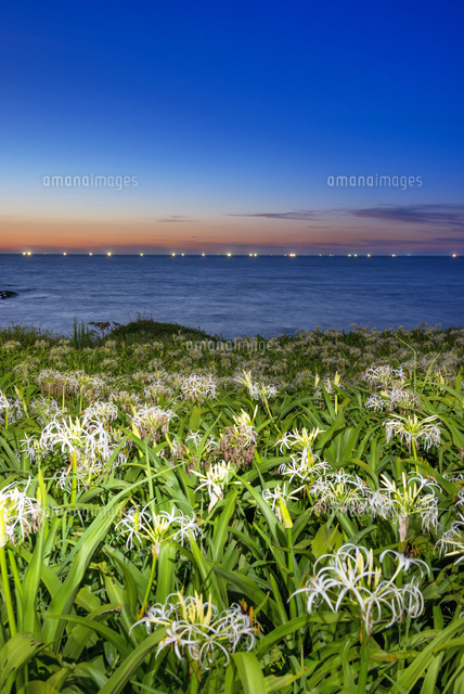 ハマユウ咲く夏井ヶ浜と夕景
(c)YOSHITSUGU NISHIGAKI/SEBUN PHOTO