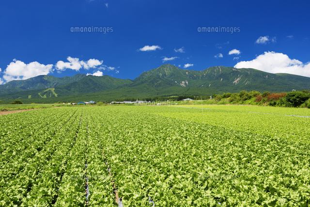 レタス畑と八ヶ岳
(c)YOSHITSUGU NISHIGAKI/SEBUN PHOTO