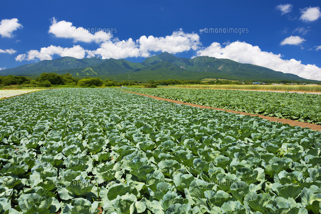 キャベツ畑と八ヶ岳
(c)YOSHITSUGU NISHIGAKI/SEBUN PHOTO