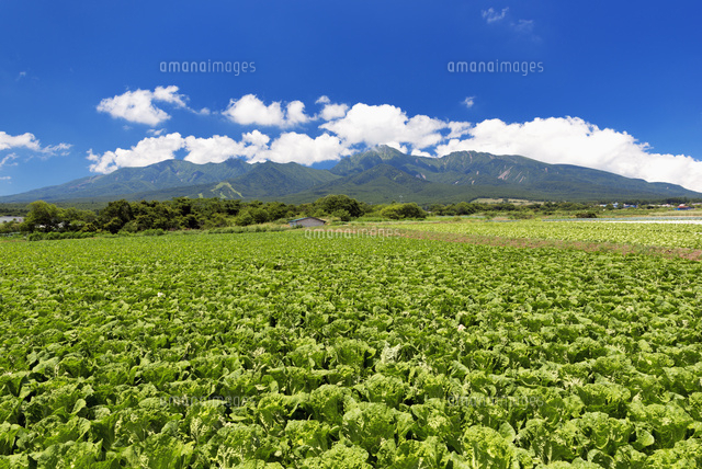 白菜畑と八ヶ岳
(c)YOSHITSUGU NISHIGAKI/SEBUN PHOTO