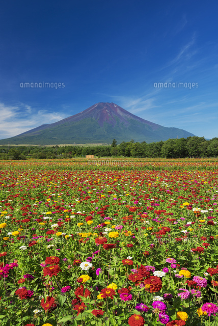 百日草と富士山
(c)YOSHITSUGU NISHIGAKI/SEBUN PHOTO