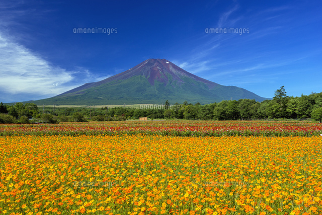 キバナコスモスと富士山
(c)YOSHITSUGU NISHIGAKI/SEBUN PHOTO