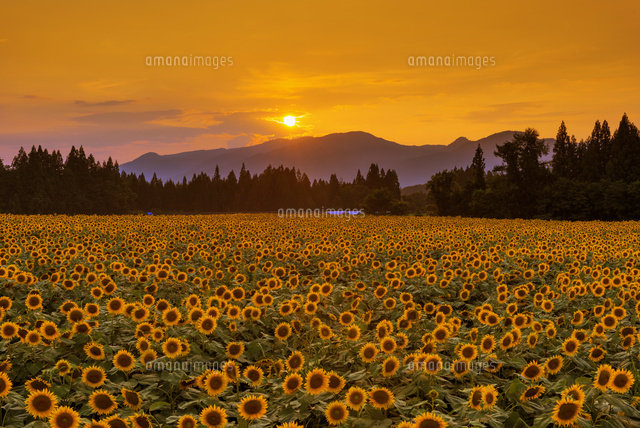 ヒマワリ畑と夕日
(c)YOSHITSUGU NISHIGAKI/SEBUN PHOTO