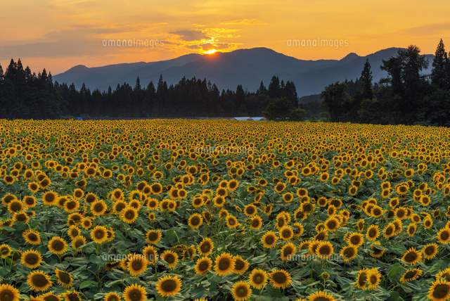 ヒマワリ畑と夕日
(c)YOSHITSUGU NISHIGAKI/SEBUN PHOTO