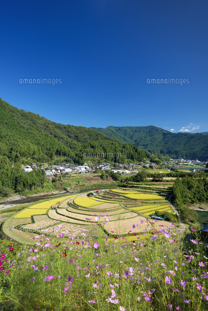 コスモスとあらぎ島
(c)YOSHITSUGU NISHIGAKI/SEBUN PHOTO