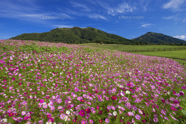 コスモスと蒜山高原
(c)YOSHITSUGU NISHIGAKI/SEBUN PHOTO