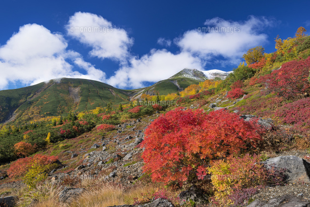 紅葉と乗鞍岳
(c)YOSHITSUGU NISHIGAKI/SEBUN PHOTO