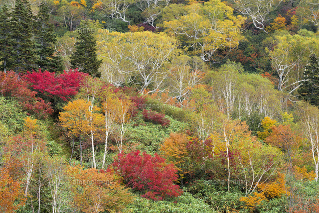 栂池の紅葉
(c)YOSHITSUGU NISHIGAKI/SEBUN PHOTO