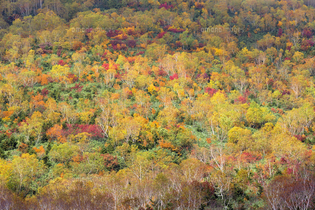 栂池の紅葉
(c)YOSHITSUGU NISHIGAKI/SEBUN PHOTO