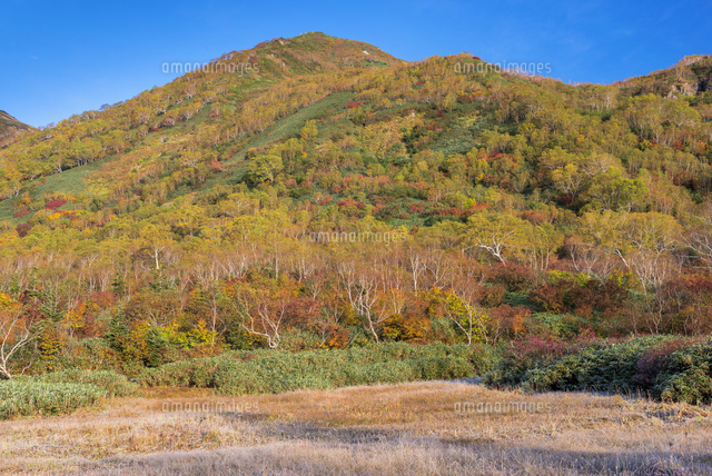 紅葉の栂池自然園
(c)YOSHITSUGU NISHIGAKI/SEBUN PHOTO
