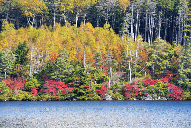 紅葉と白駒池
(c)YOSHITSUGU NISHIGAKI/SEBUN PHOTO