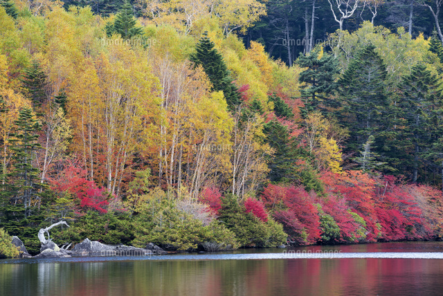 紅葉と白駒池
(c)YOSHITSUGU NISHIGAKI/SEBUN PHOTO