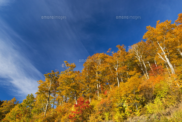 ブナの紅葉
(c)YOSHITSUGU NISHIGAKI/SEBUN PHOTO