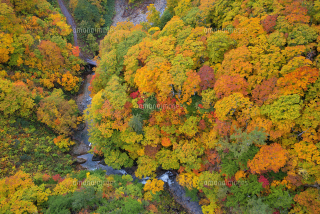 紅葉の城ヶ倉渓谷
(c)YOSHITSUGU NISHIGAKI/SEBUN PHOTO