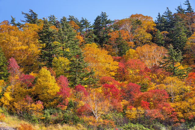 紅葉のふけの湯
(c)YOSHITSUGU NISHIGAKI/SEBUN PHOTO
